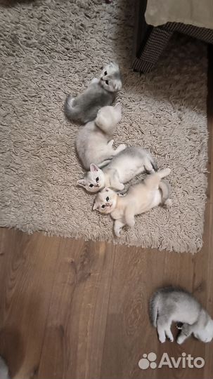 Котята серебристой шиншиллы