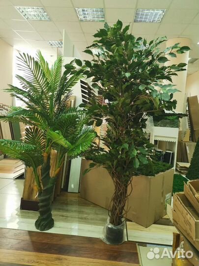 Деревья, растения для квартир, домов, кафе, от
