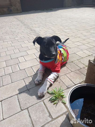 Щенок собака