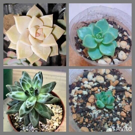 Суккуленты. Укорененные черенки