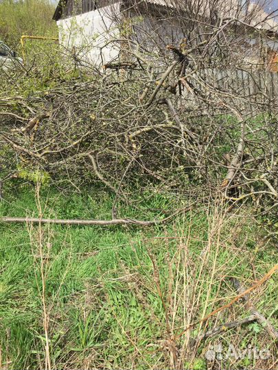 Дрова сомовывоз