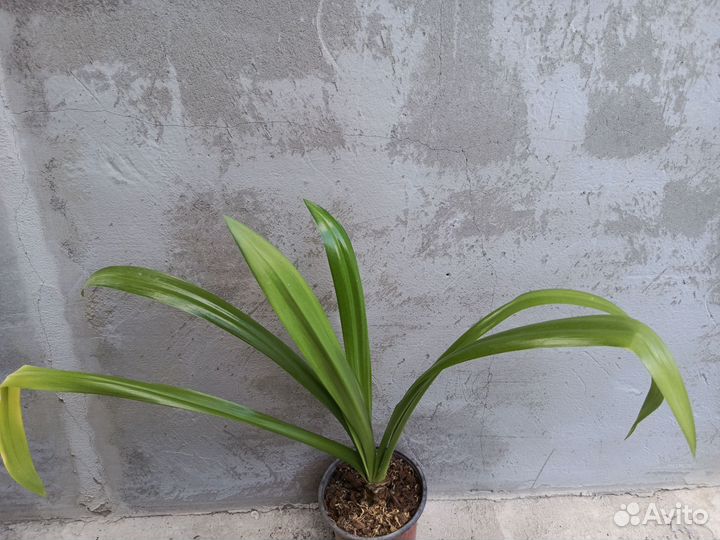 Гименокаллис карибский