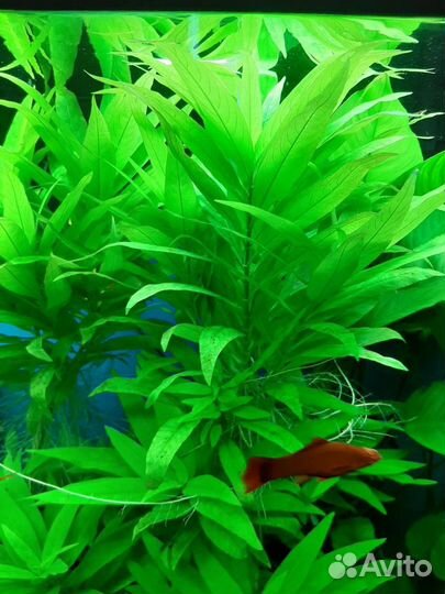 Лимонник. Аквариумные растения