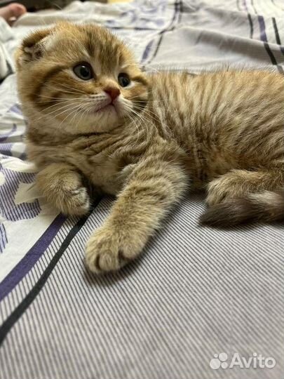 Золотые вислоухие котята