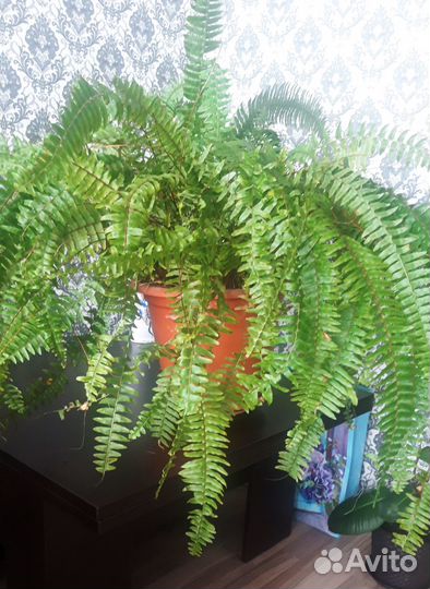 Комнатные растения цветы большие