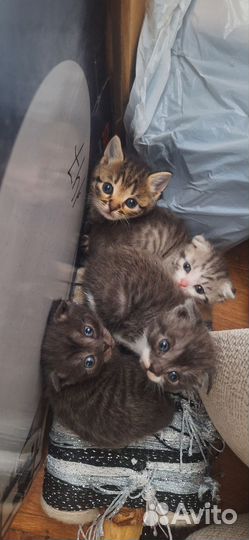 Вислоухие котята