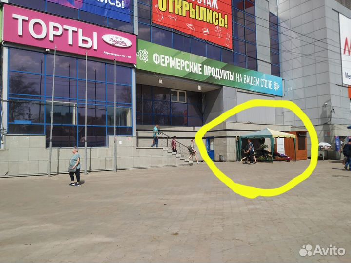 Рассада цветов,алиссум вегитативный,петунии,бакопа