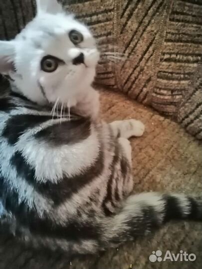 Британские котята короткошерстные