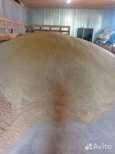 Зерно ячменя