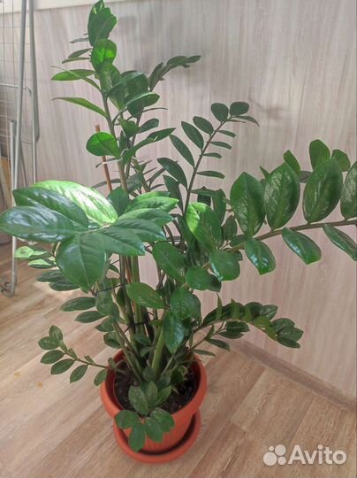 Замиокулькас