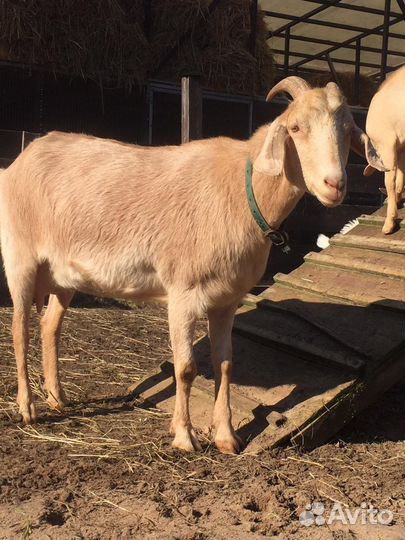 Коза дойная