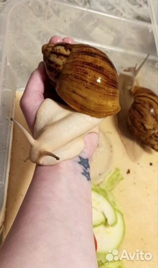 Улитки архахатины