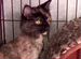 Бездомная кошка породы мей - кун в добрые руки