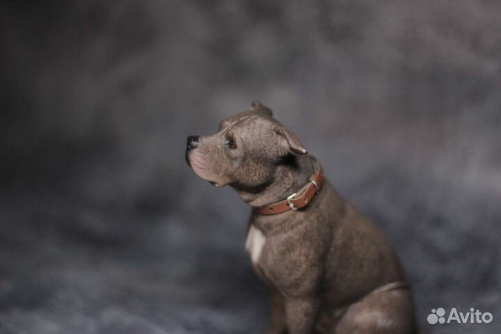 Модель собаки 1:6 стаффордширский терьер MR. Z