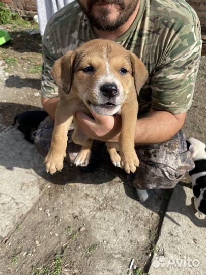 В добрые руки