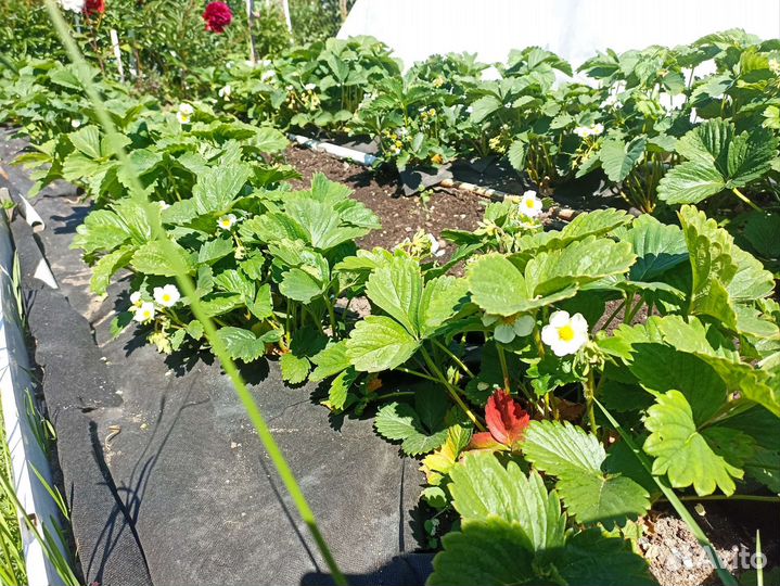 Клубника кустики