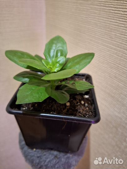 Остеоспермум махровый