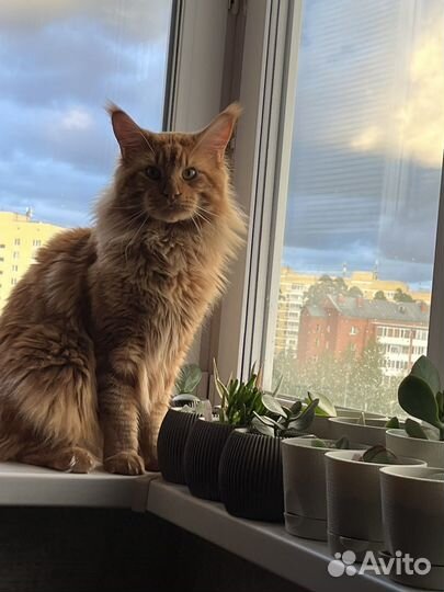 Продам мейкуна