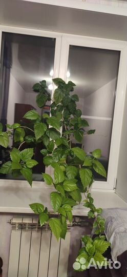 Гибискус Китайская роза.Комнатные цветы