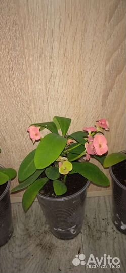 Много цветов