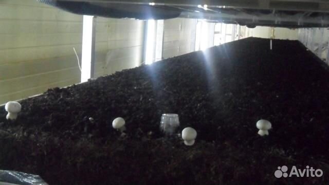 Грибной компост в мешках