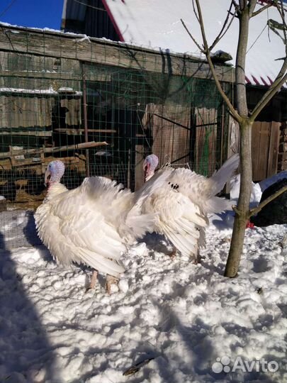 Продам индюков