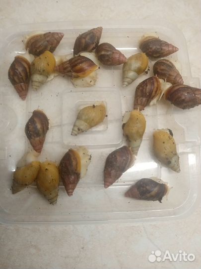 Улитки ахатины