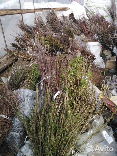 Плодово ягодные и декоративные саженцы