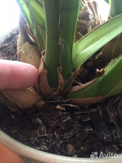 Продам орхидею