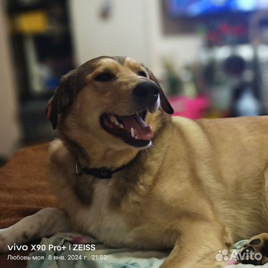 Собака Кекс охранник