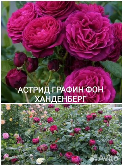 Роза саженцы
