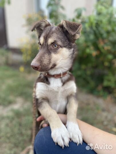 Щенятки ищут дом