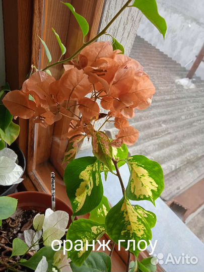 Бугенвиллия