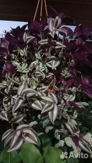 Традескануия зебрина