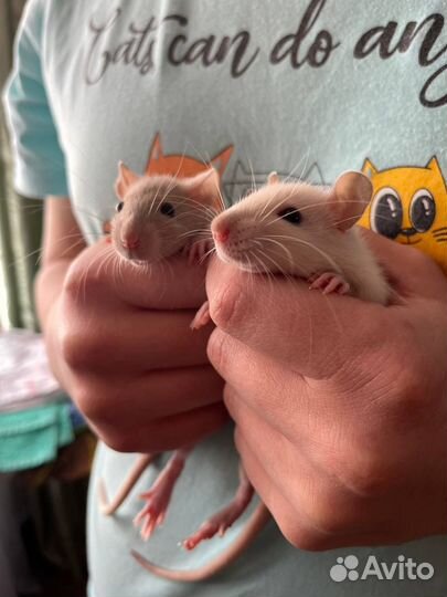 Крыса Дамбо