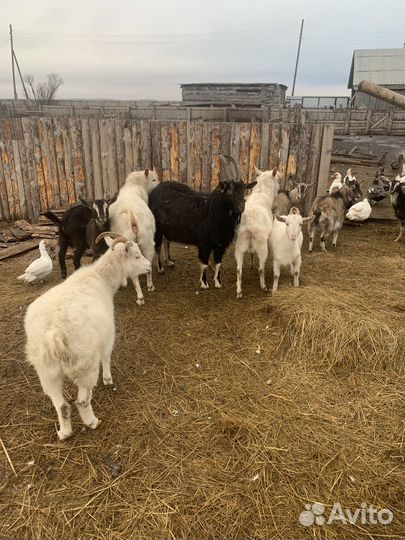 Коза и козлы