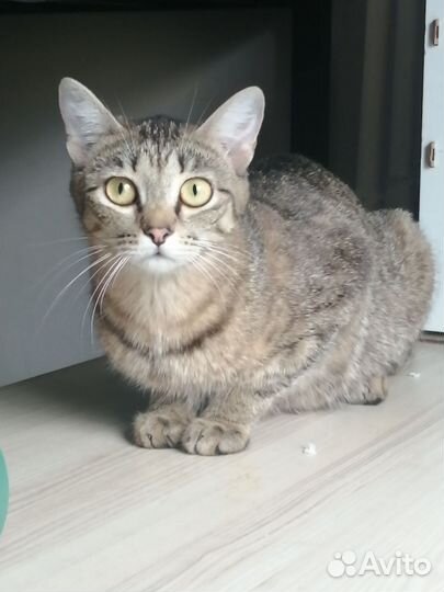Кошка мышеловка