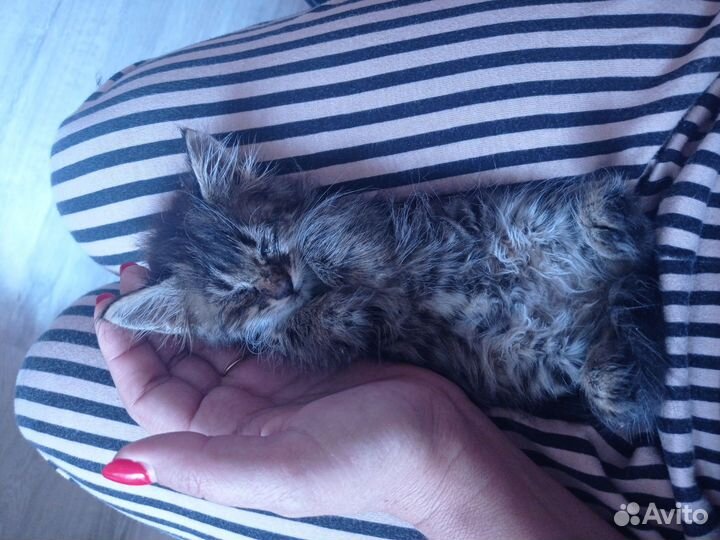 Котёнок в дар