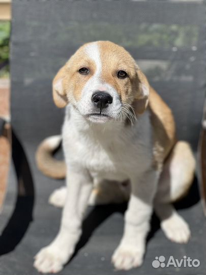 Щенки метисы