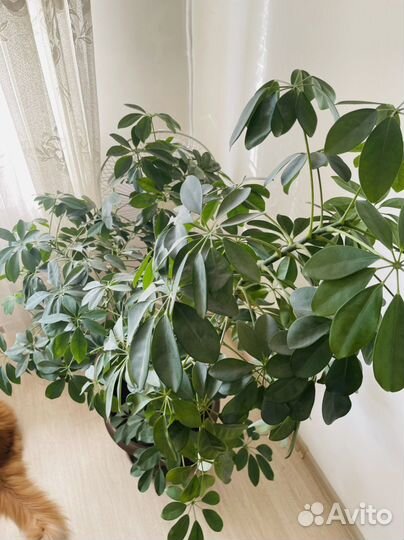 Комнатные растения большие