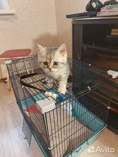 Кошка британка