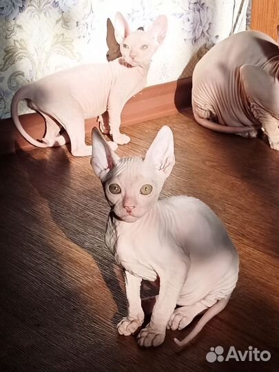 Сфинкс котенок