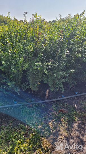 Подвой алычи