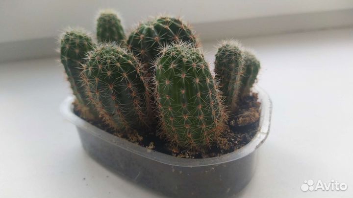 Кактусы и суккуленты