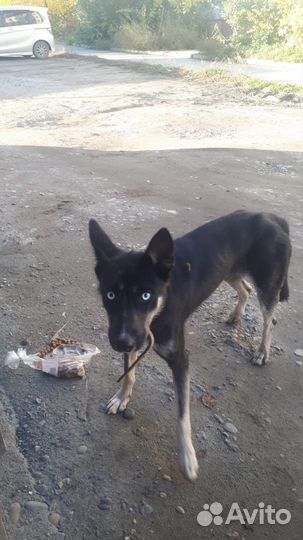 Собака хаски