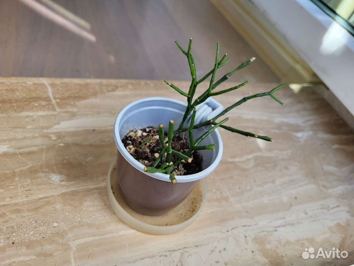 Хатиора рипсалис