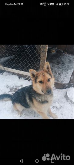 Восточноевропейская овчарка