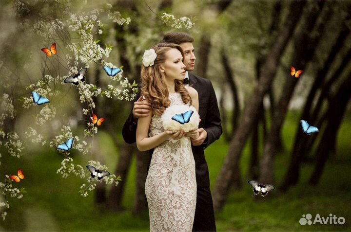 Салют из Живых Тропических Бабочек с/б-32