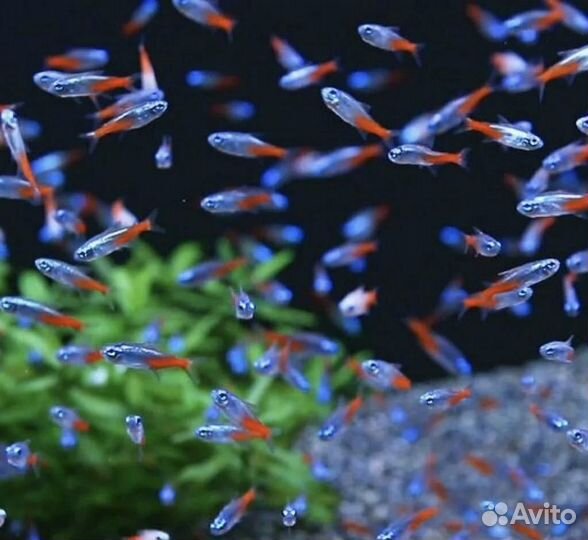 Неон голубой