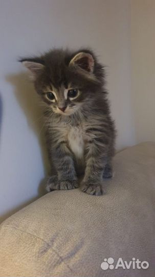 Котик в добрые руки